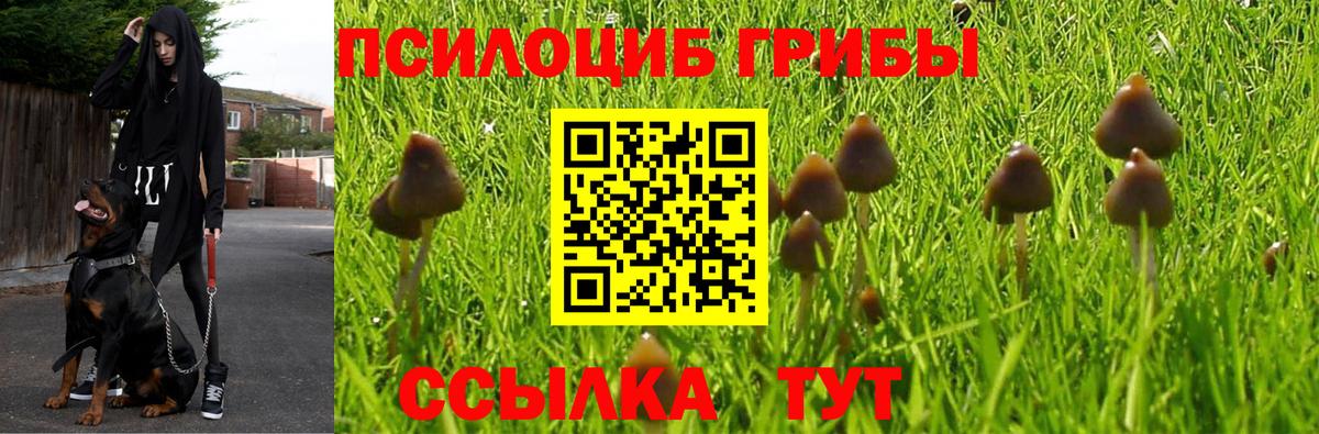 Галлюциногенные грибы Psilocybe  Вход с VPN  закладки  Железногорск 